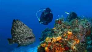 Scuba Diving in Cozumel